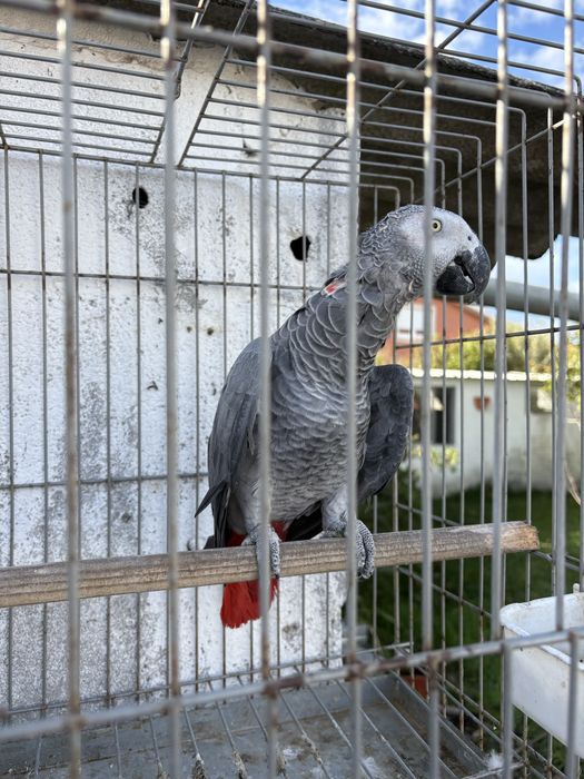 Papagaio cinzento adulto