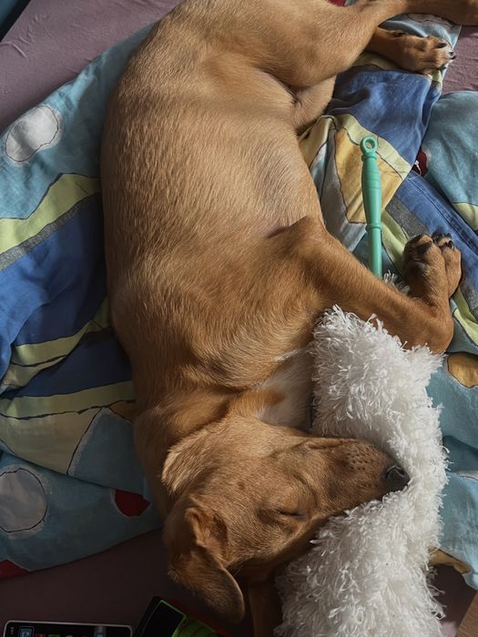oddam 5 miesiecznego szczeniaka