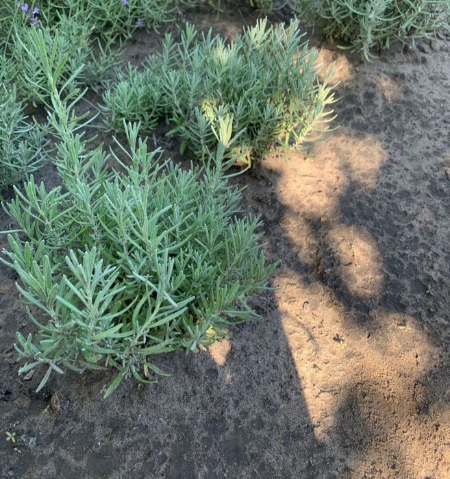 Продам саджанці лаванди