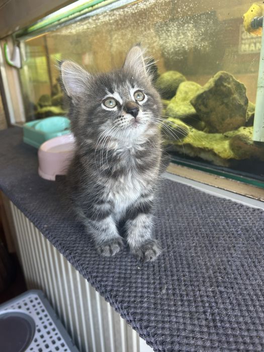 Kotek Norweski Leśny