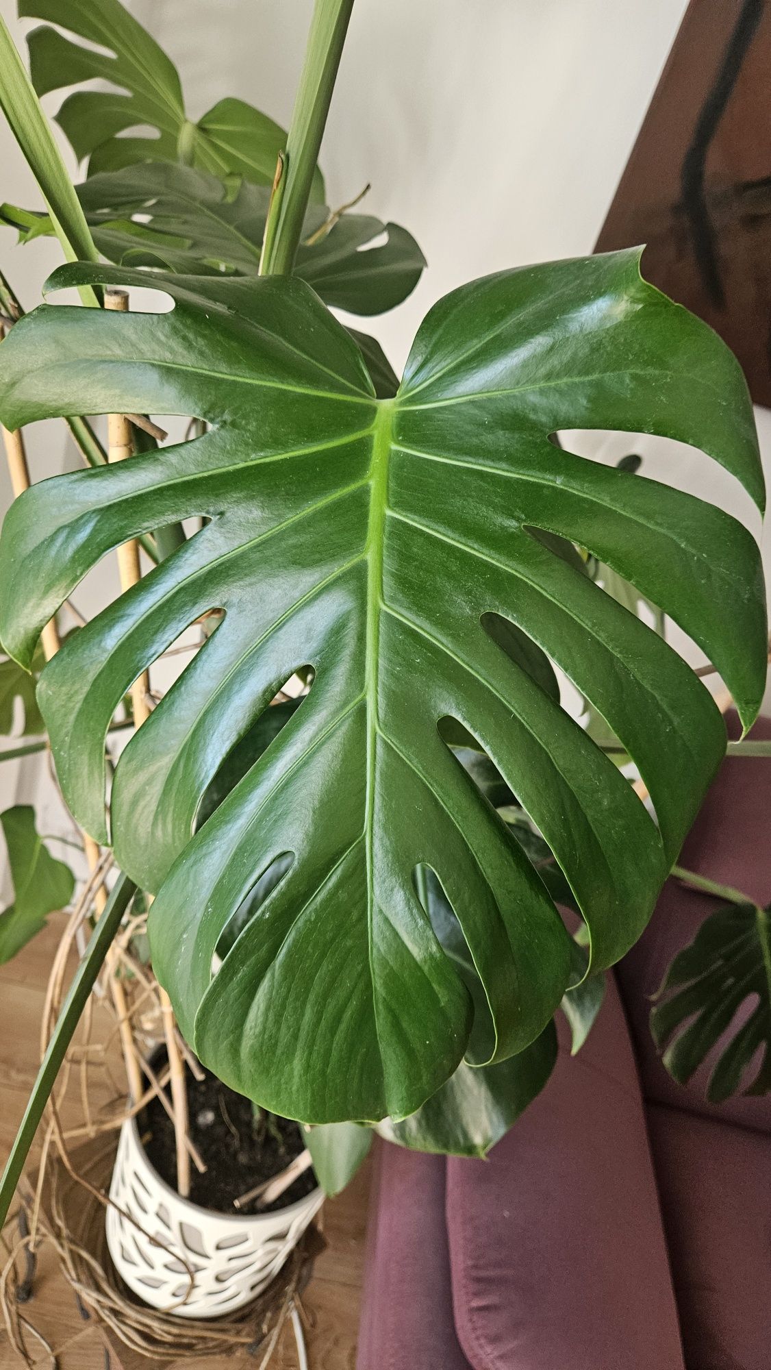 Monstera deliciosa 160 cm