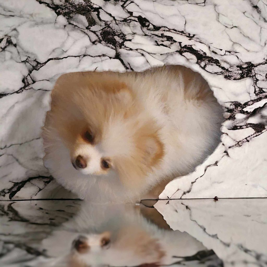 Szpic miniaturowy Pomeranian