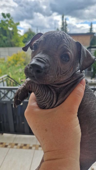 Nagi Pies Meksykański XOLO MINI piesek samczyk