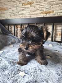 Yorkshire terrier 2