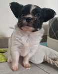 Papillon Kontynentalny Spaniel Miniaturowy