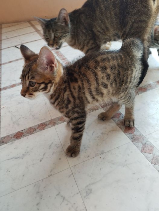 Курильские бобтейл.