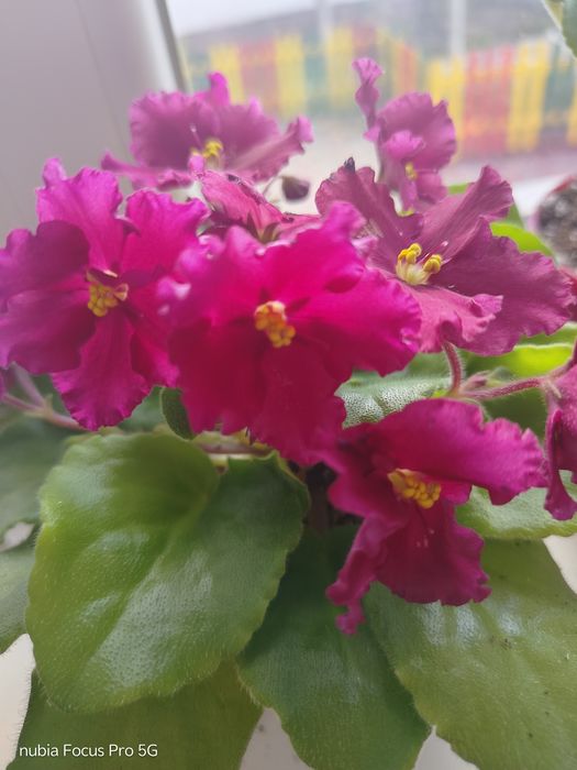 Фіалка, кімнатні квіти