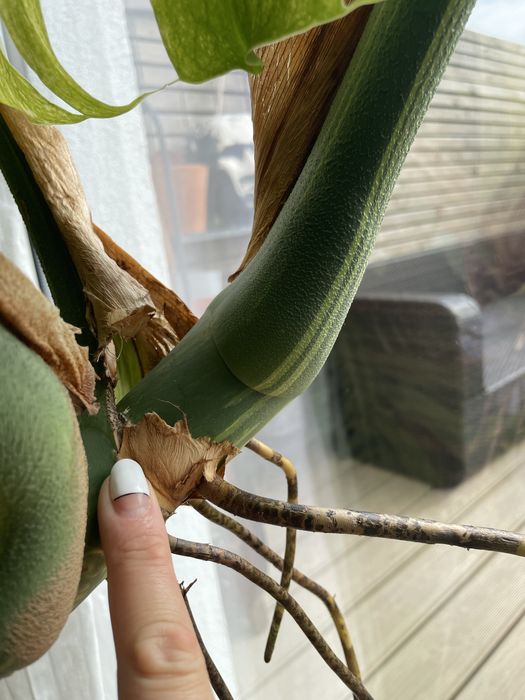 Dwulistny szczyt Monstera Mint