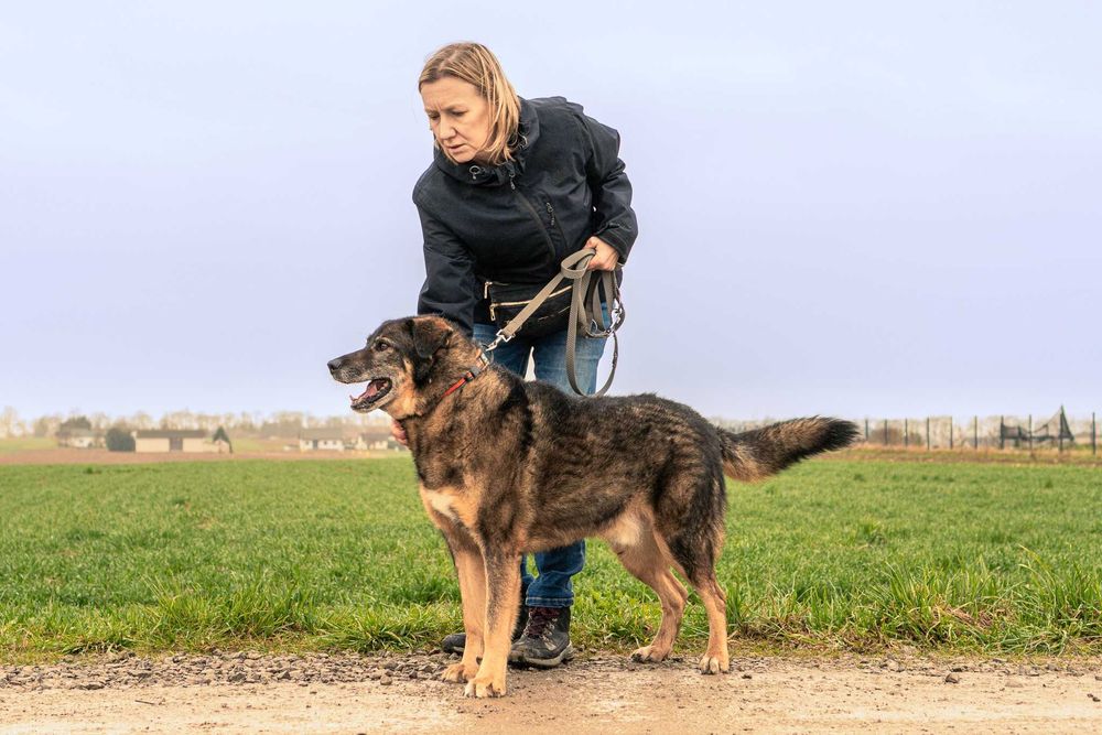 Bigosik - grzeczny, wspaniały, idealny, dojrzały piesek do adopcji