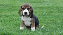Beagle piesek tricolor