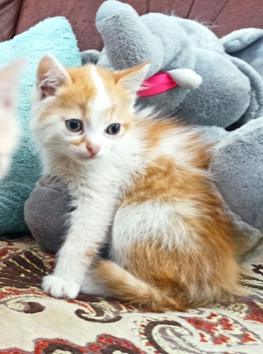 Котята ищют свой дом.