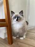 Kot rasowy RAGDOLL FPL