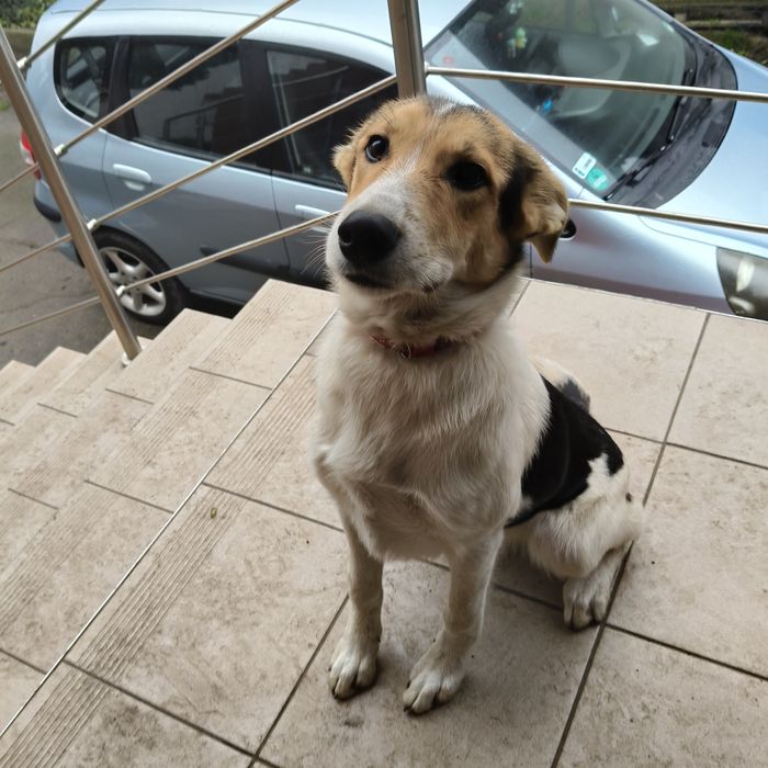 Suczka 8 miesięcy za darmo