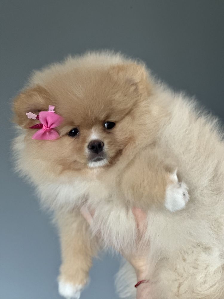 Szpic miniaturowy Pomeranian FCI dziewczynka