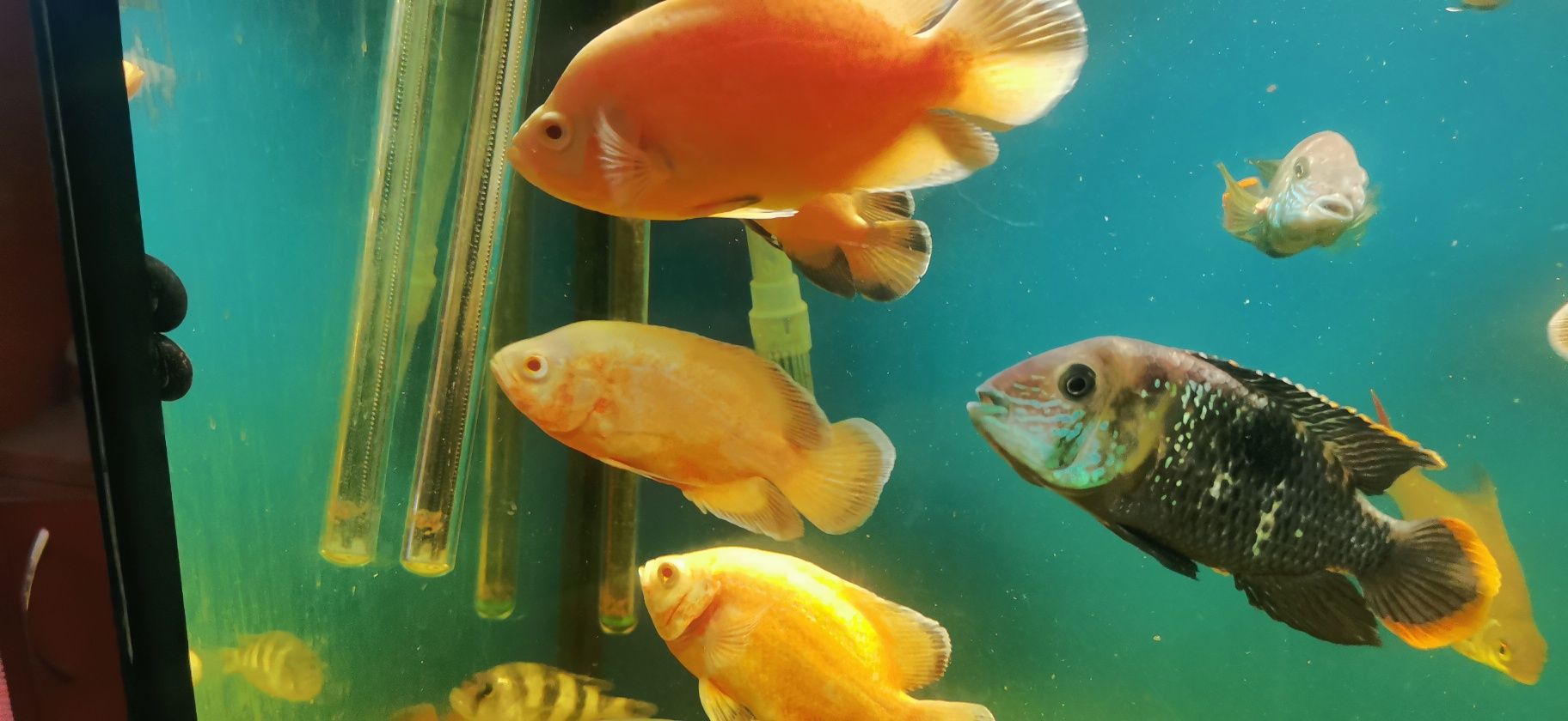 Pielęgnice pawiookie Red Oskar tajger red albino 10 - 16cm.