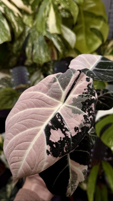 Алоказія Alocasia black velvet pink бульби