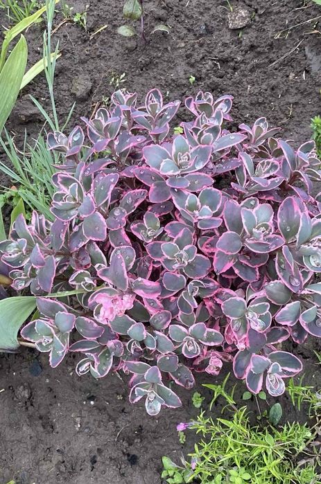 Очиток низькорослий