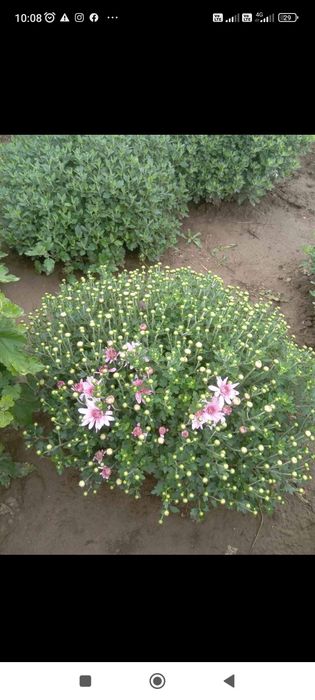 Кулькові шаровидні хризантеми