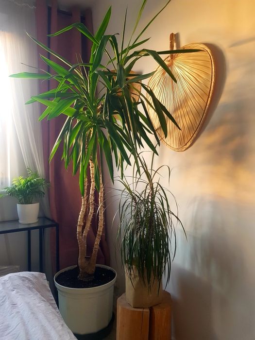 Juka domowa 3-pędowa