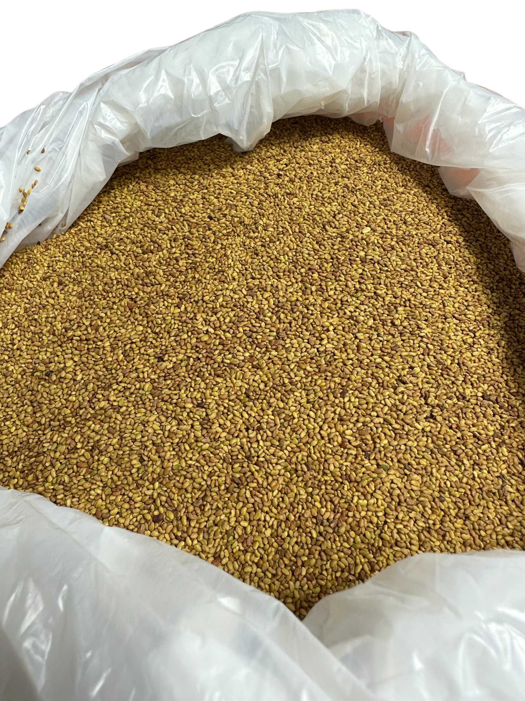 Lucerna paszowa nasiona ziarna ładna czysta 1kg