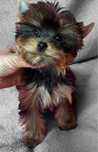 Yorkshire Terrier pies