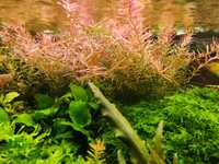 Rotala Hong Kong