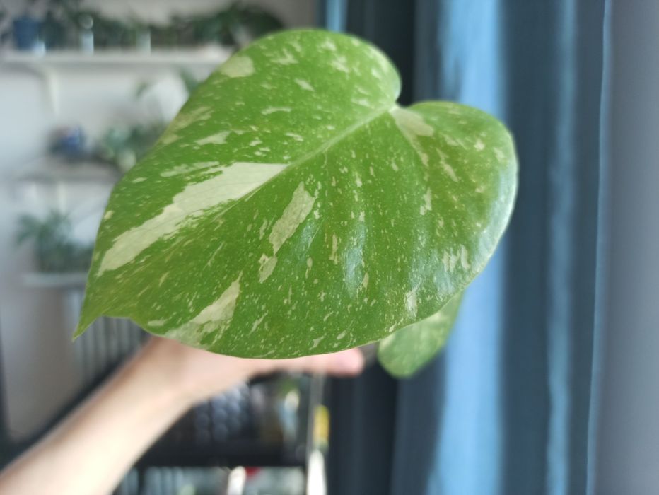Monstera Thai Constellation