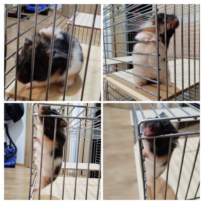 Chomik syryjski (młoda) razem z klatką