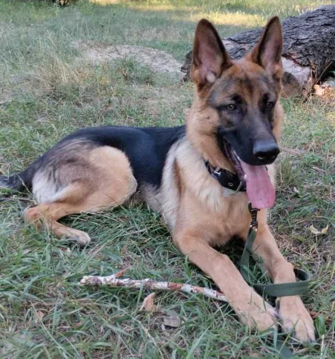 Готель для собак.  Пансіон. Перетримка. Дресирування під час перетримк