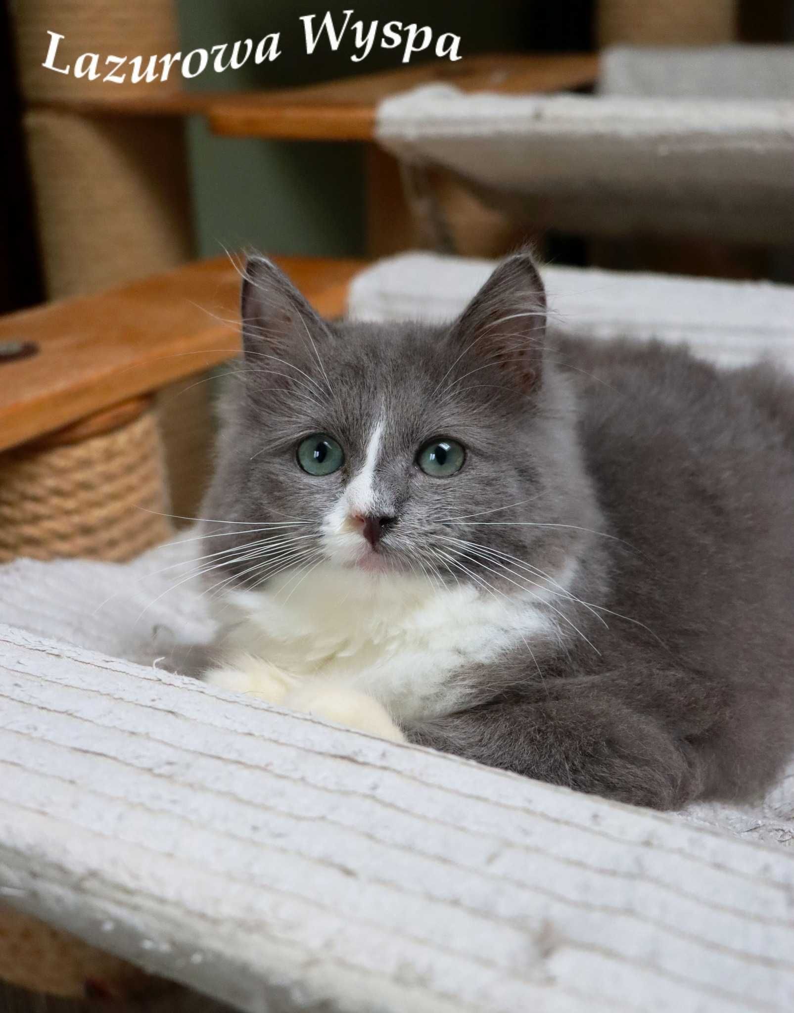 Major Ragdoll mink/solid z Lazurowej Wyspy.