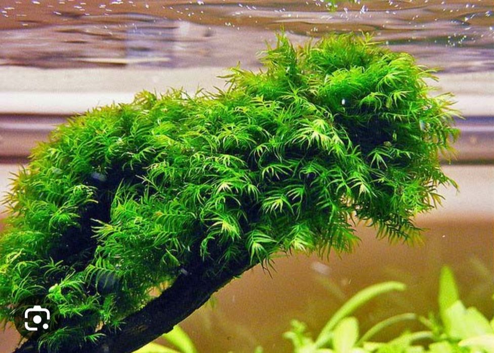Аквариумный мох,растения для аквариума,разные виды