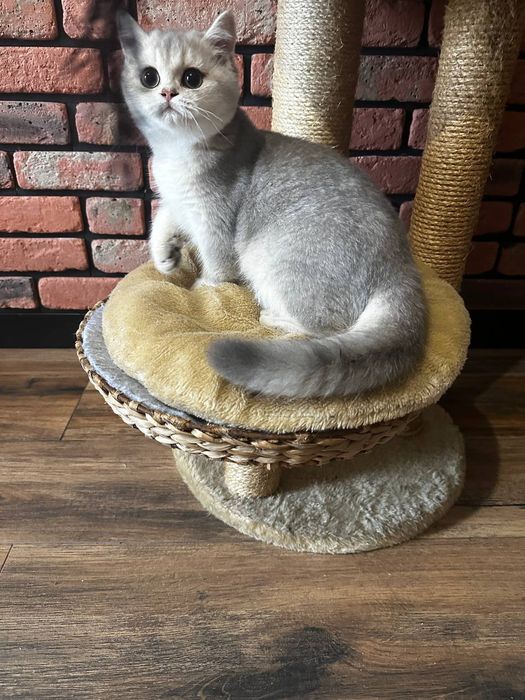 .Kotek. Brytyjska złota szynszyla. Ay 11