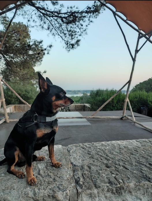 Dog walking/sitting