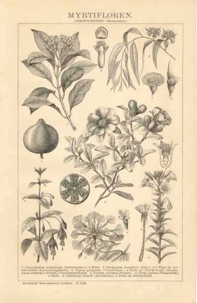 Kwiaty  - Rośliny  stara, oryginalna grafika do aranżacji wnętrza