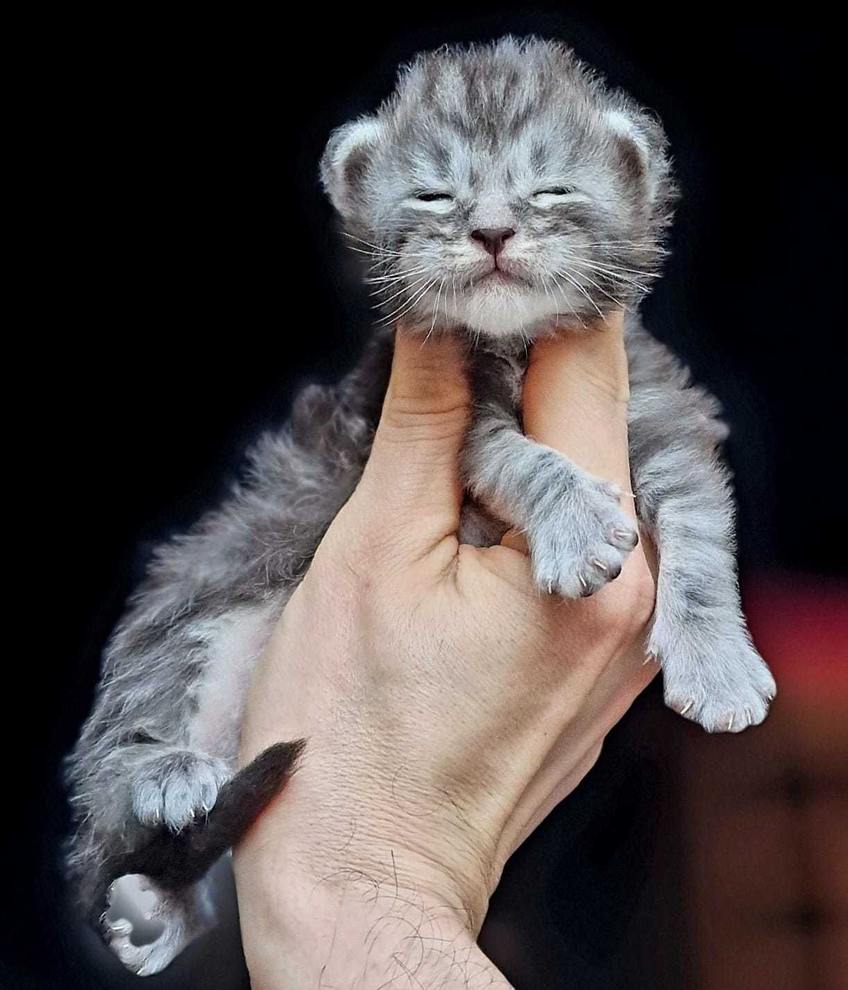 Maine coon kotka czarna srebrzysta klasycznie pręgowana do hodowli