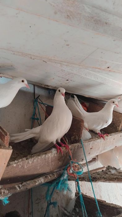 Pombas brancas para venda