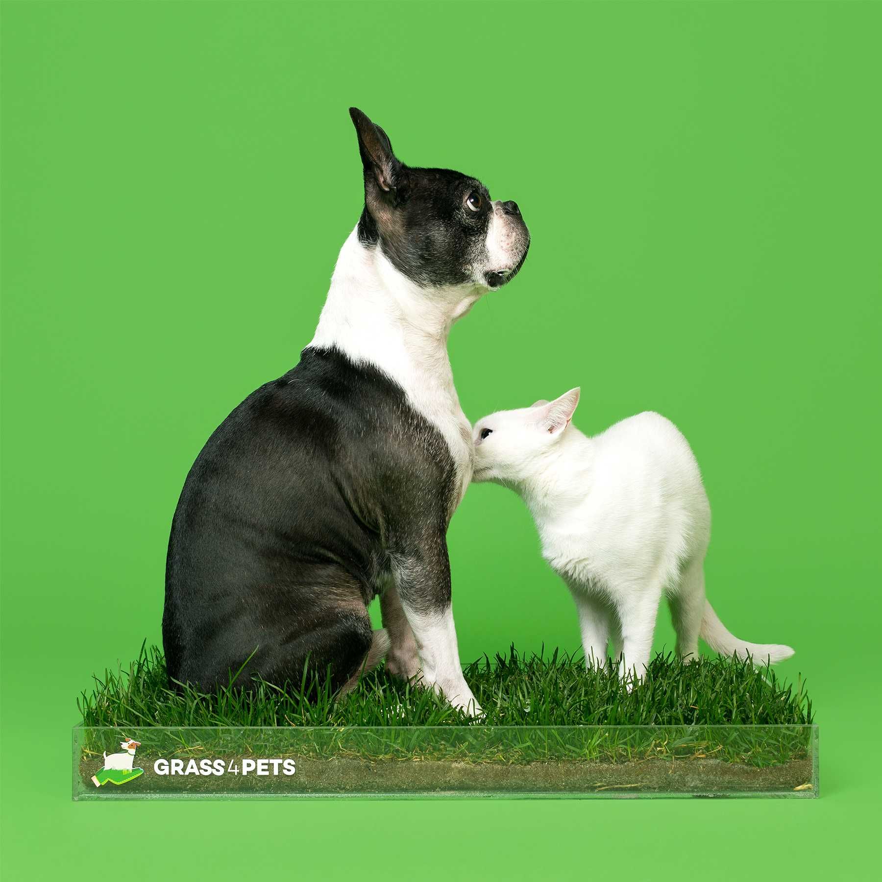 GRASS4PETS! Relva natural para os seus patudos!