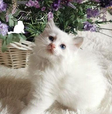 Ragdoll rodowód FPL