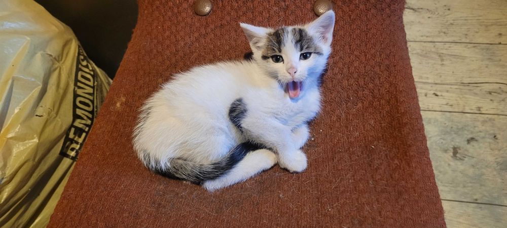 oddam kotki w dobre ręce, tymczasowo nie ma kotków