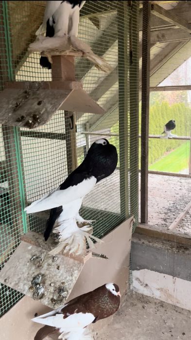 Garłacz Siodłaty Łapciaty Garłacz Czeski CZARNA SAMICA 2024