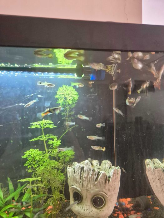 Peixes Guppys Variados