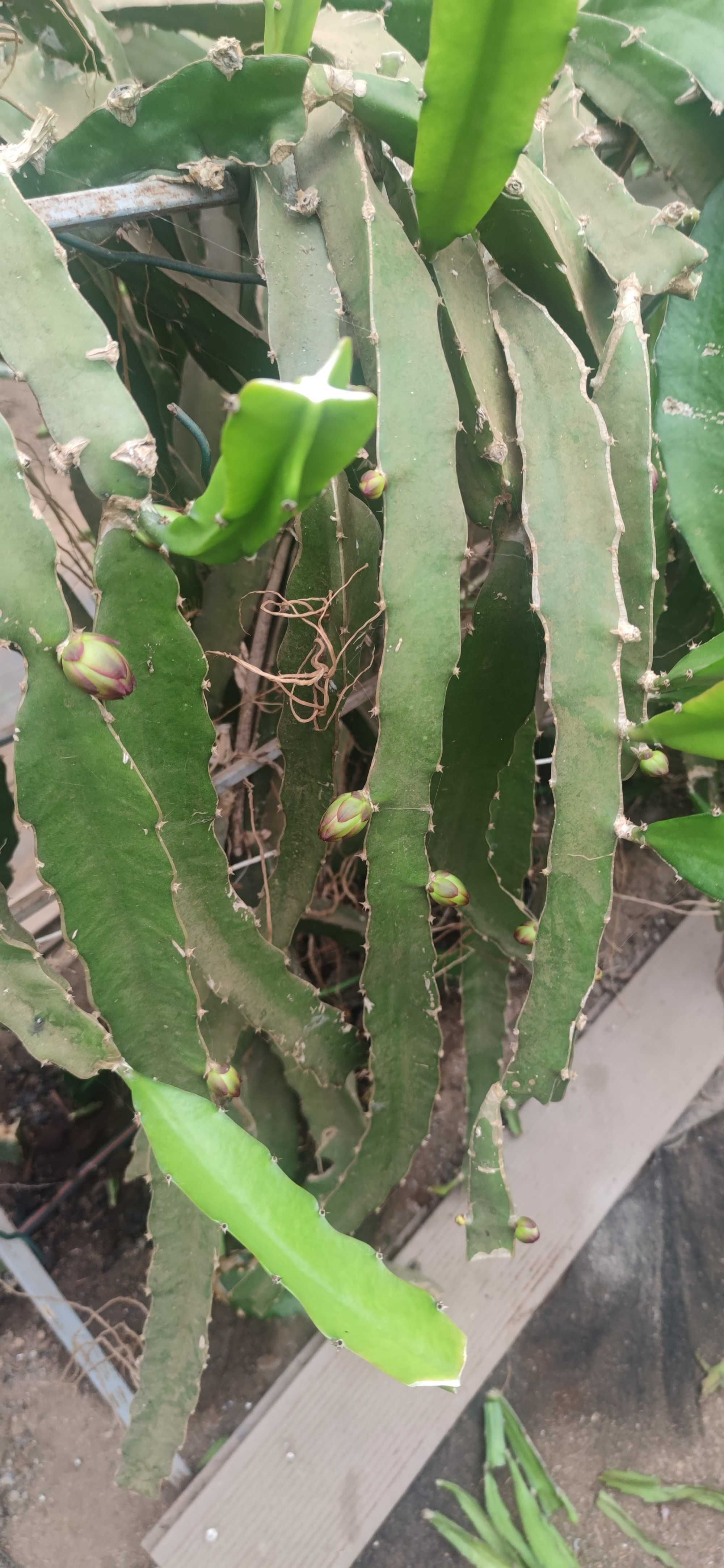 Pitayas enraizadas