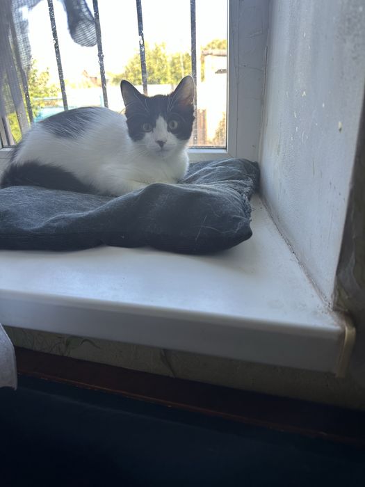 Кошеня, котик безкоштовно