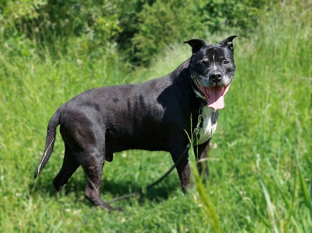 Szejk - amstaff szuka nowego domu