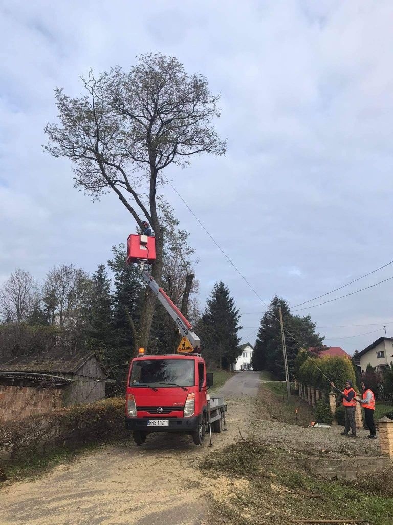 Usługi rębakiem, wycinki