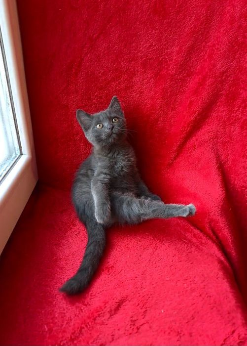 Миленький серенький мальчик