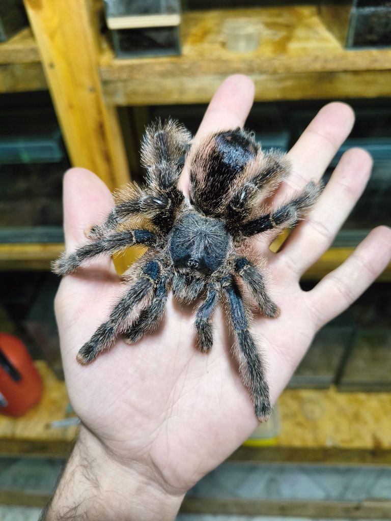 Avicularia sp. Peru Purple (Авикулярия сп. Перу Пурпл) самка л13-14