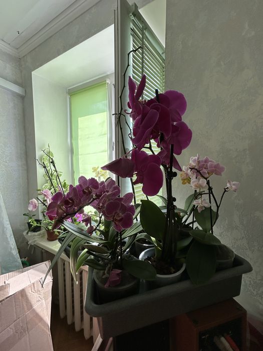 Продаю орхидеи от 300 грн