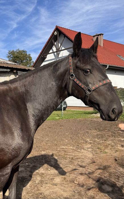 Klacz śląska urodzona 28.02.2024