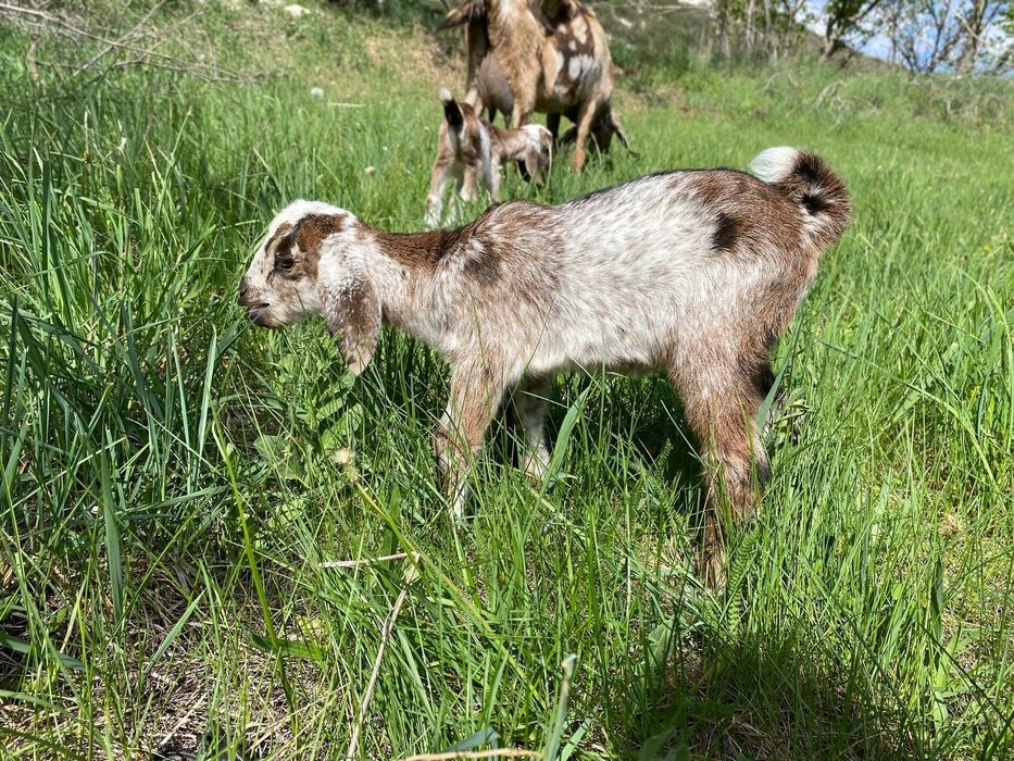 100 % Англо-нубийская козочка